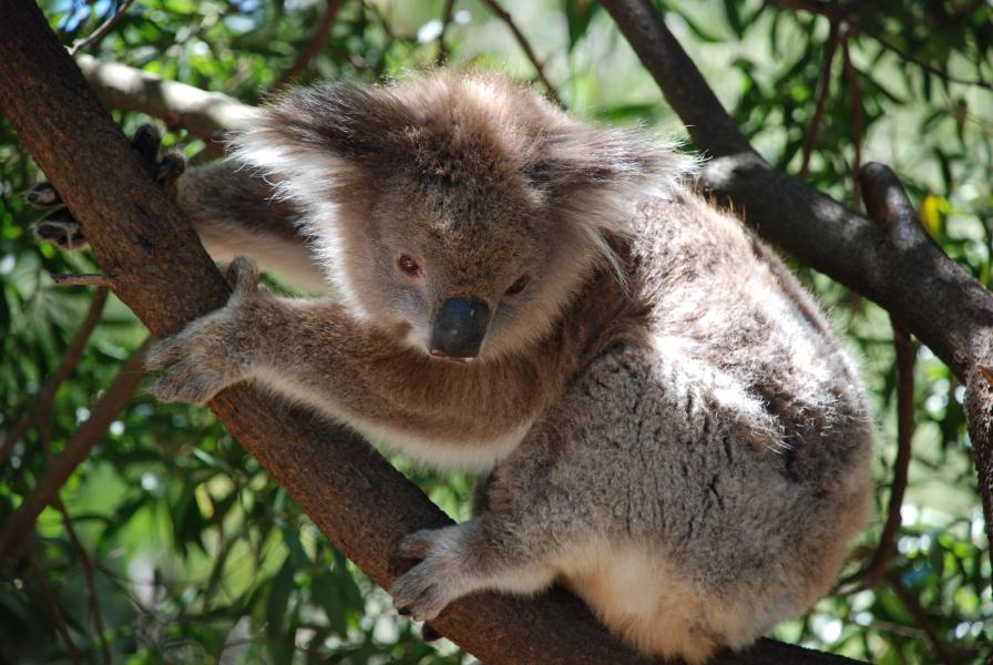 animaux d'Australie