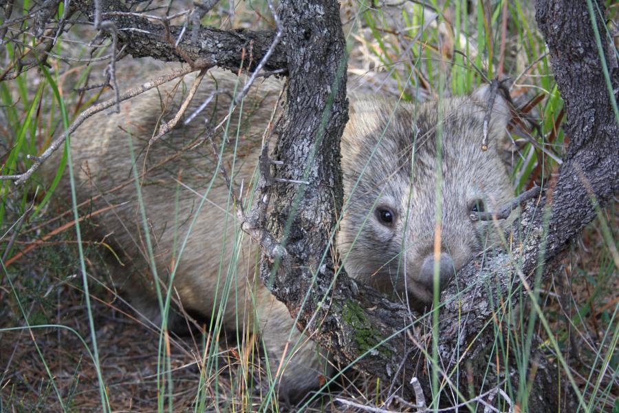 wombat