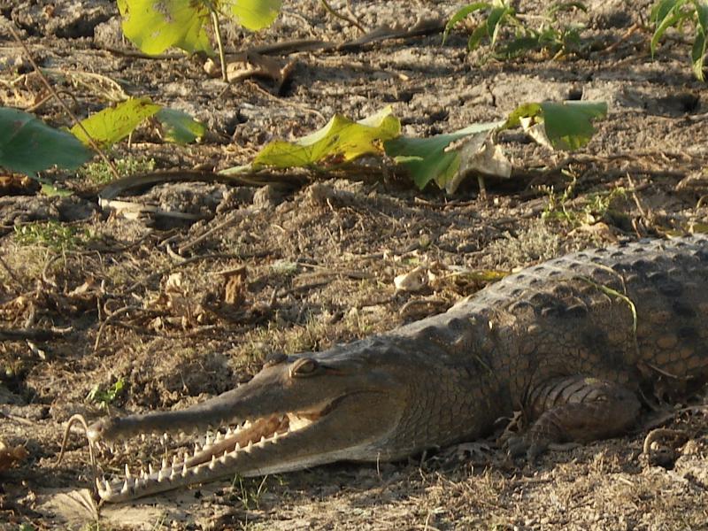 Crocodile "saltie" qui peut atteindre 7 mètres 