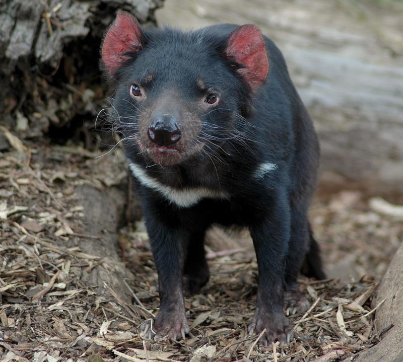 animaux d'Australie