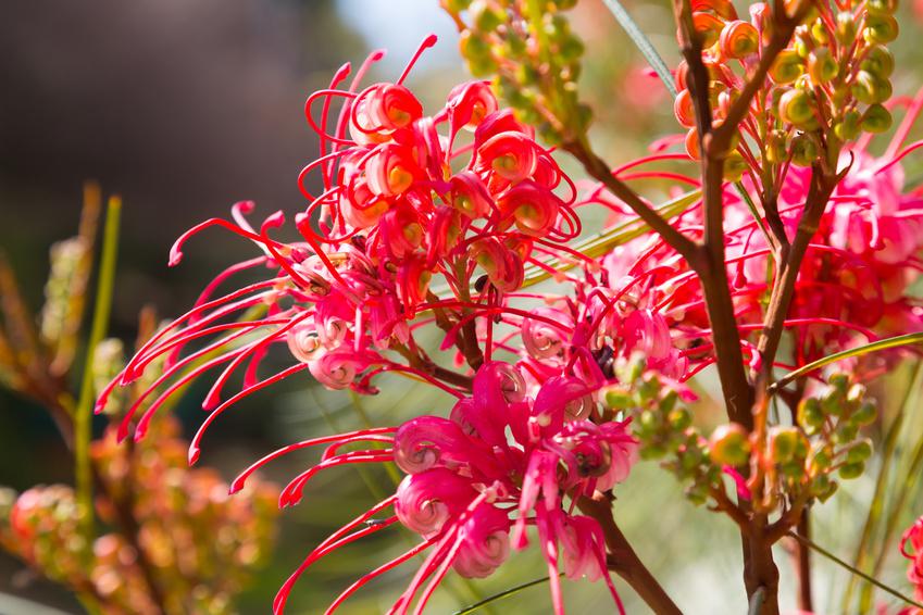 Grevillea - loài cây bản địa Úc