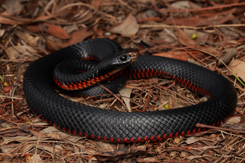 Red-bellied black snake 