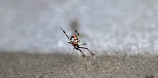 La "célèbre " Redback spider