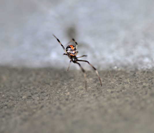 La "célèbre " Redback spider