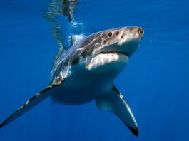 Le Grand Requin Blanc