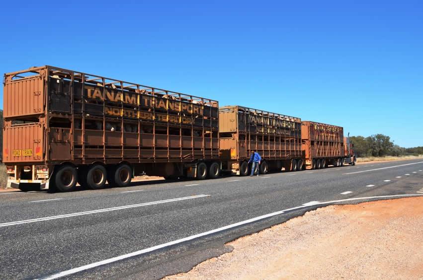 Transport d'animaux par Roadtrain