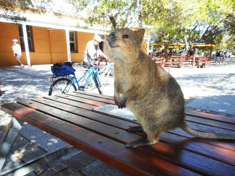 Rottnest Island