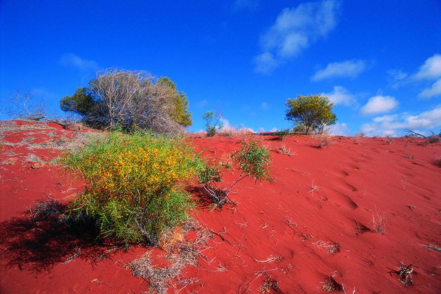 Désert Simpson, partir à l'assaut des vagues de sable orangées