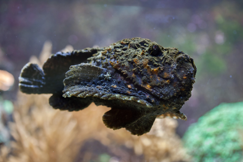 Reef stonefish 