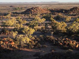 Sturt National Park