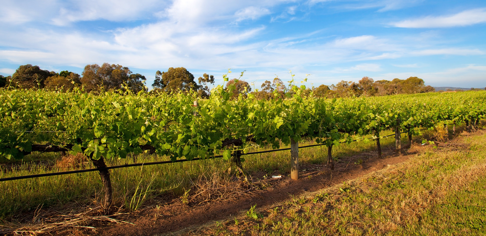 La Swan Valley