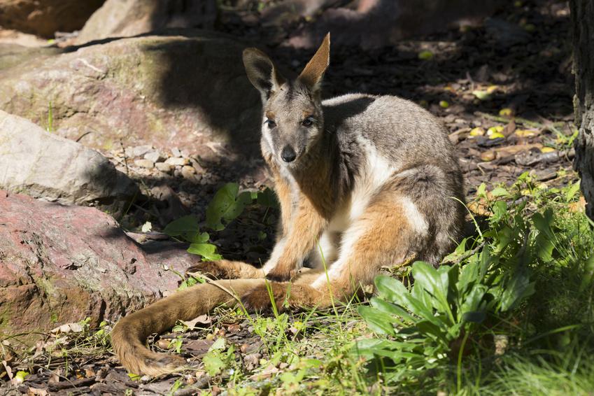 Un Yellow-footed rock-wallaby