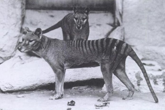 Tigre de Tasmanie