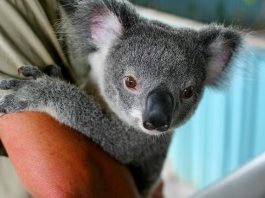 Les Koalas menacés d'exticntion