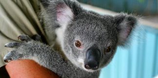 Les Koalas menacés d'exticntion