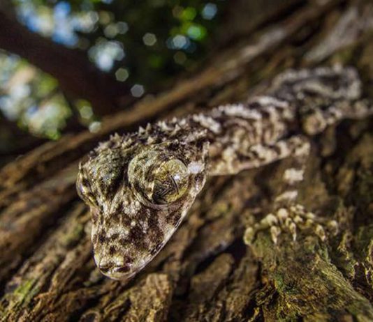 Un monde perdu en Australie