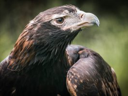 Healesville Sanctuary - Victoria - Australie