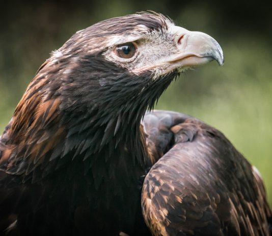 Healesville Sanctuary - Victoria - Australie