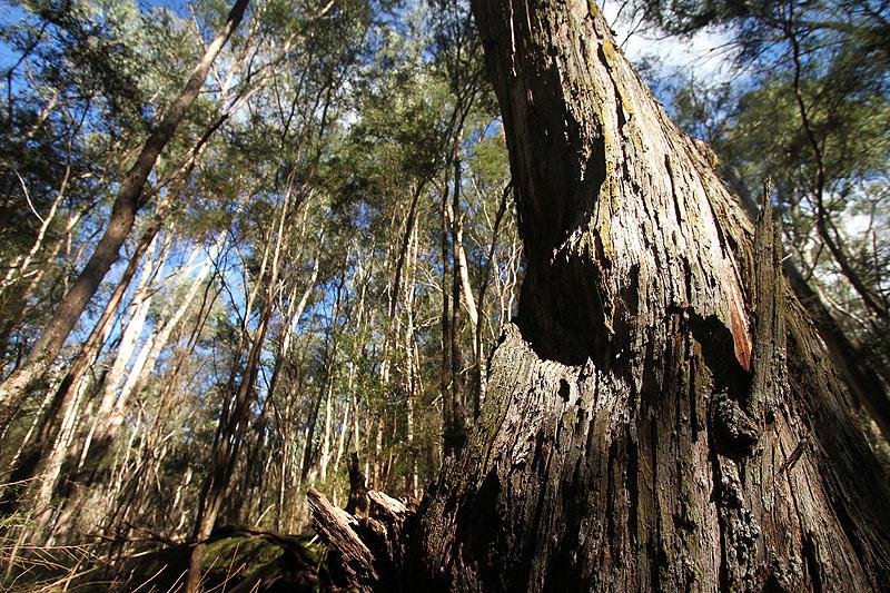 Cathedral Ranges - Victoria - Australie