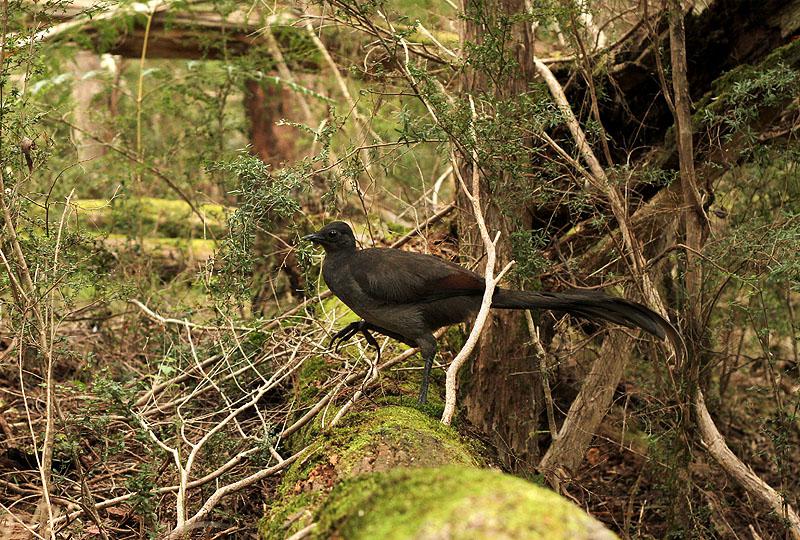 Cathedral Ranges - Victoria - Australie