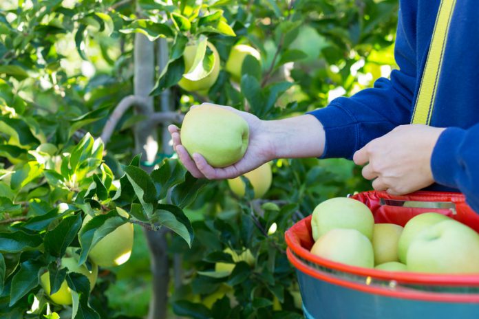 Woman picking green apples Fruit-picking-Australie