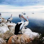 Kangaroo Island - Australie