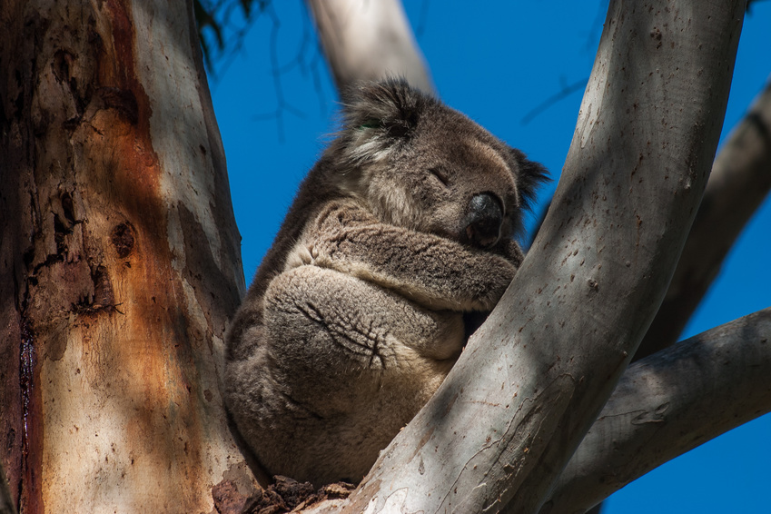 Kangaroo Island - Australie