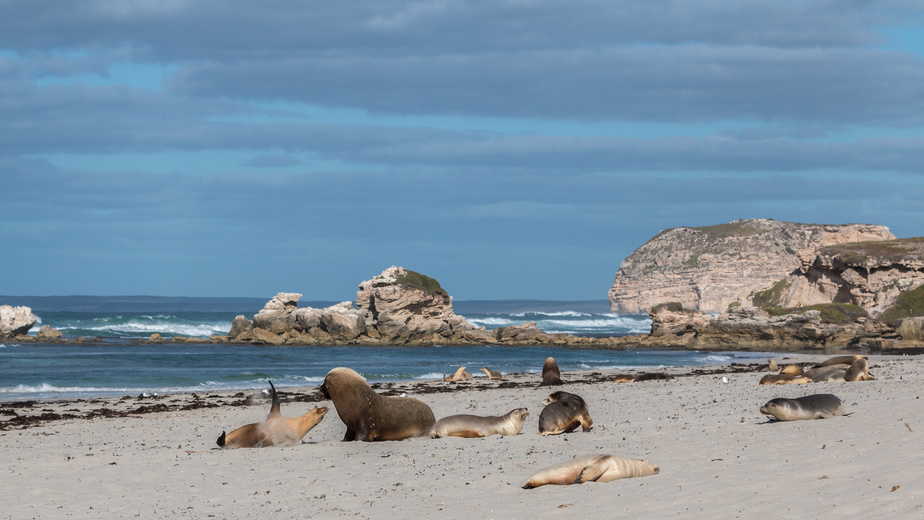 Seal Bay - Kangaroo Island