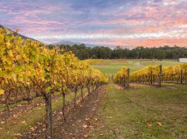 Yarra Valley - Victoria - Australie
