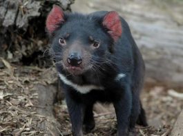 Diable de Tasmanie