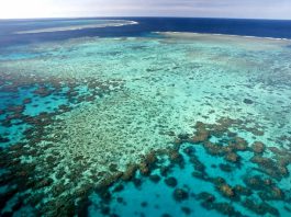 Sauvetage Grande Barrière de Corail