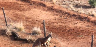 Clôture anti-kangourous