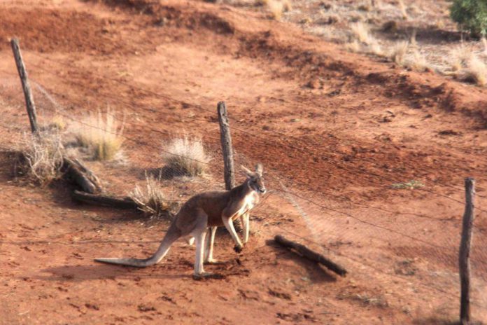 Clôture anti-kangourous