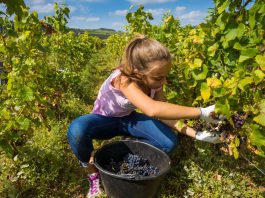 Taxe sur les backpackers