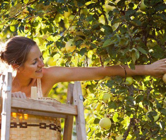 Pétitions taxes Working Holiday Visa