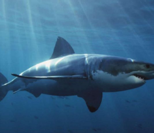 Grand requin blanc
