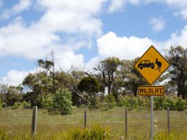 Accident sur la route avec un kangourou
