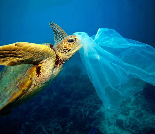 Tortues menacés en Australie