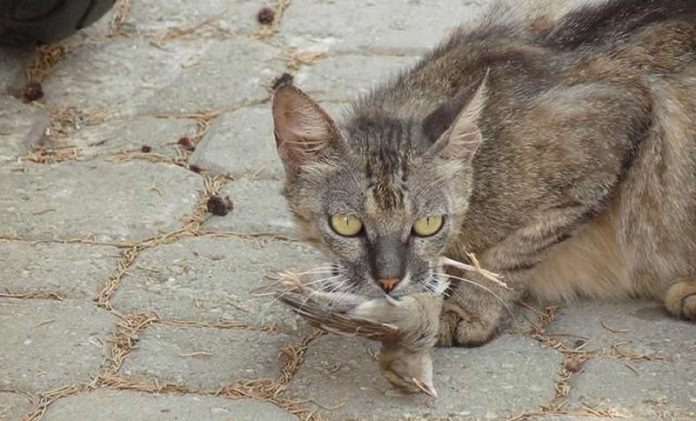 Guerre contre les chats en Australie
