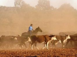 Plus grand terrain à vendre d 'Australie