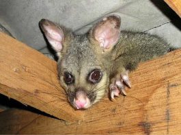 Opossums Tasmanie