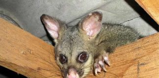 Opossums Tasmanie
