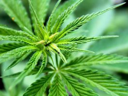 Cannabis Ile Norfolk