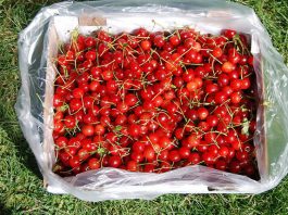 cueillette cerises Australie