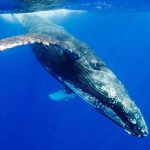 Baleines à bosse Australie