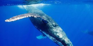 Baleines à bosse Australie