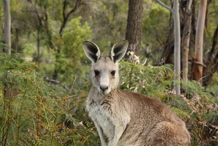 Kangourou à 5 pattes