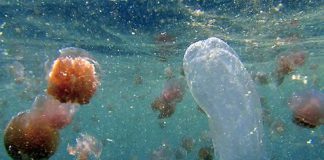 Méduse mortelle Australie