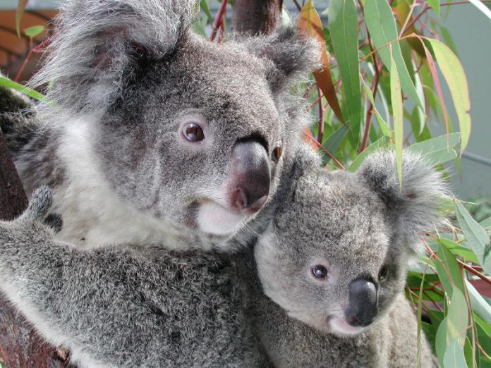 Ultrasons pour sauver les koalas