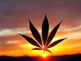 Cannabis Australie